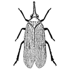 Click here to access Fulgoroidea