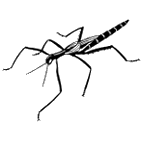 Click here to access Phasmatodea