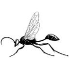 Click here to access Sphecoidea