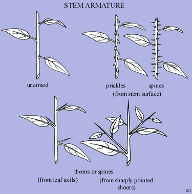 Stem Armature