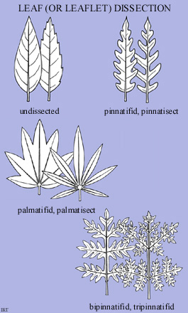 Leaf (or leaflet) dissection