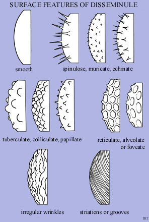 Surface Features of Disseminule