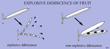 Explosive Dehiscence of Fruit