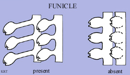 Funicle