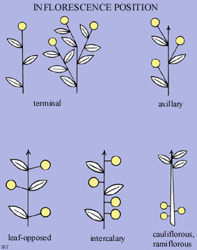 Inflorescence position