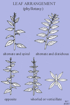 Leaf Arrangement