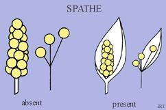 Spathe