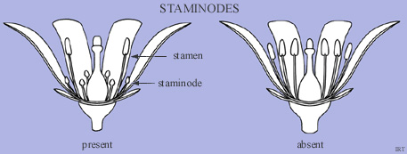 Staminodes