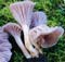 Interactive Catalogue of Australian Fungi