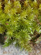 Australian Mosses Online